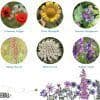 Bird Mix Wildflower Seedballs, A Natural Feeder for Garden Birds